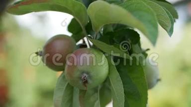 树上的小苹果。 成熟的苹果树上。 苹果树。 树枝上的苹果汁。 特写镜头。 4K